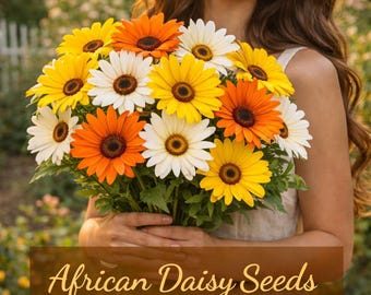 African Daisy Seeds | Bright Spring & Summer Blooms | Easy Care Flower Seeds for Garden Containers