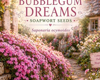 Bubblegum Dreams Soapwort Seeds, Creeping Cottage Pink Blooms