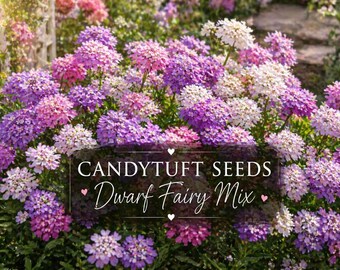 Candytuft Seeds, Dwarf Fairy Mix, Pastel Cottage Garden Flowers: Blooms Summer & Fall.