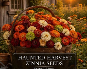 Zinnia Seeds: Haunted Harvest Zinnias Mix | Blooms Till Frost | Cut Flowers
