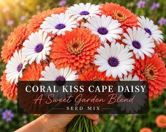 Coral Kiss Cape Daisy Mix Seeds | Zinnia Mixes | Flower Seed | Pollinator Garden Mix