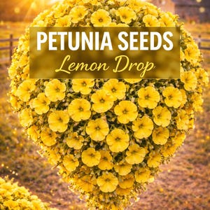 May include: A hanging basket overflowing with bright yellow petunia flowers. The text "PETUNIA SEEDS Lemon Drop" is displayed on a golden rectangle. The background features a blurred rural scene with a fence and a house.