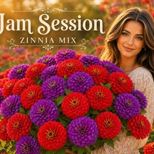 May include: A woman holding a large bouquet of red and purple Zinnia flowers. The image has the text "Jam Session Zinnia Mix" in a decorative font. The background is a field of red and purple flowers, with a warm, golden light.
