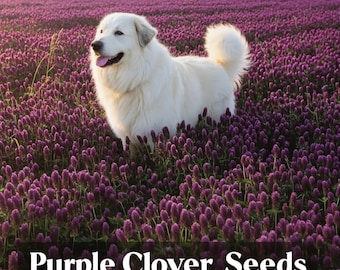 May include: A white Great Pyrenees dog stands in a field of purple clover flowers. The dog has a fluffy white coat and is looking to the left. The text "Purple Clover Seeds" is at the bottom of the image.