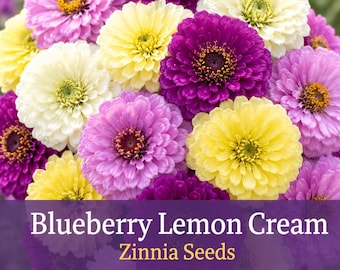Blueberry Lemon Cream Zinnia Seeds | Purple Yellow White Zinnia Mix | Cut Flower Garden Seeds | Bouquet Flowers