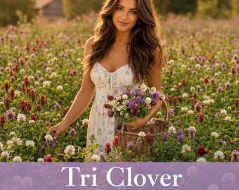 Tri Clover Seeds – Red, White, Purple Mix – Pollinator Meadow Cover Crop