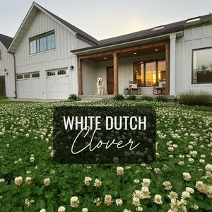 White Dutch Clover Seeds Perennial Clover Lawn Flowers, Attracts Butterflies & Bees healthy alternative lawn ground cover!