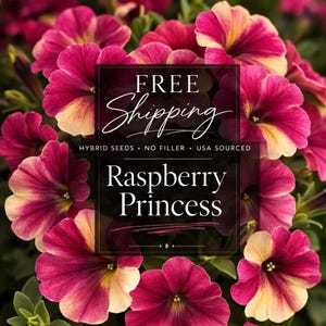 Seeds: Raspberry Princess Petunia High Germination Seed, Pink Color Blooms