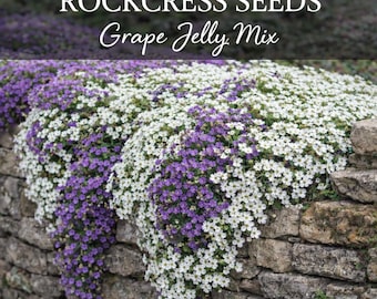 May include: A stone wall is covered in a mix of white and purple Rockcress flowers, with the text "ROCKCRESS SEEDS Grape Jelly Mix" at the top. The flowers cascade over the wall, creating a vibrant display of color and texture. The image showcases a garden setting.