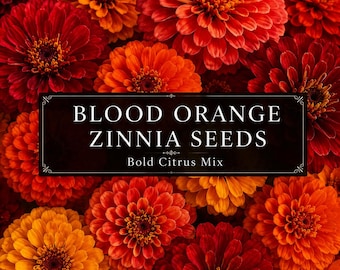 Blood Orange Zinnia Seeds Mix, Deep Red Orange Coral & Butter Yellow Flowers, Cut Flower Garden, Blooms Till Frost.