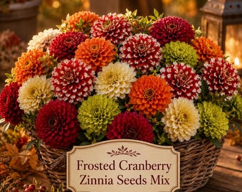 Frosted Cranberry Zinnia Seeds Mix | Deep Reds, Creams, Greens, Yellow, Orange & Ice Queen Bicolor