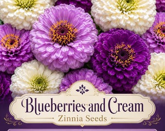 Blueberries and Cream Zinnia Seeds, Lavender Purple and White Seed Mix