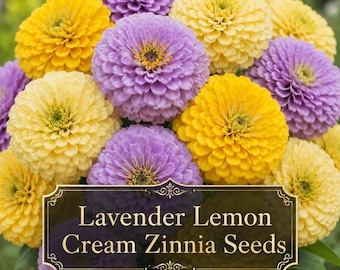 Lavender Lemon Cream Zinnia Seeds | Purple Yellow Cream Zinnia Mix | Annual Cut Flower Garden Seeds