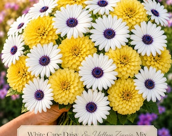 White Cape Daisy & Yellow Zinnia Flower Seeds | Pollinator Garden Mix