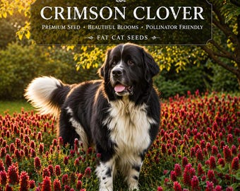 Crimson Clover Seeds, Lawn Cover Crop, Pretty Red flowers, 10,000+ Seeds, Non-GMO, Heirloom Seeds. Crimson clover garden Great Gifts!