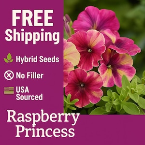 Petunia Seeds (Raspberry) Quality High Germ Rate Petunia Seed, Ready for Spring, Summer and Fall Blooms. Ready to Garden? Let&#39;s Go Plant.