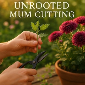 Live Mum Plant Cuttings (Unrooted) – Purple-Red Chrysanthemum for Garden or Pot | Fresh Start for Garden or Container. Mum Stem Fall Growing