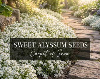 Sweet Alyssum Seeds Carpet of Snow: Blooms Spring, Summer & Fall.