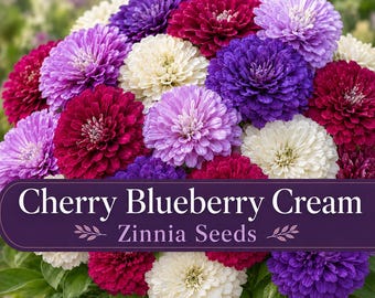 Cherry Blueberry Cream Zinnia Seeds | Red Purple Lavender White Zinnias Mix | Cut Flower Garden Seeds