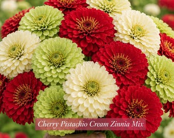 Cherry Pistachio Cream Zinnia Seeds | Red Green White Zinnia Mix | Cut Flower Garden Seed | Blooms Till Frost