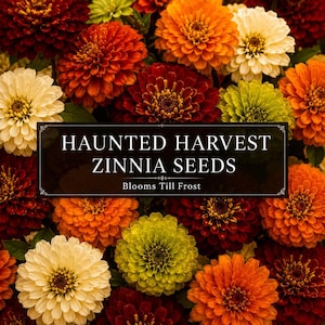 Haunted Harvest Warm Autumn Zinnia Mix | Blooms Till Frost | Cut Flower Garden Favorite