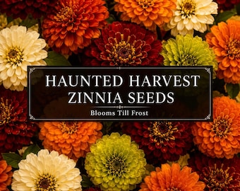 Haunted Harvest Warm Autumn Zinnia Mix | Blooms Till Frost | Cut Flower Garden Favorite