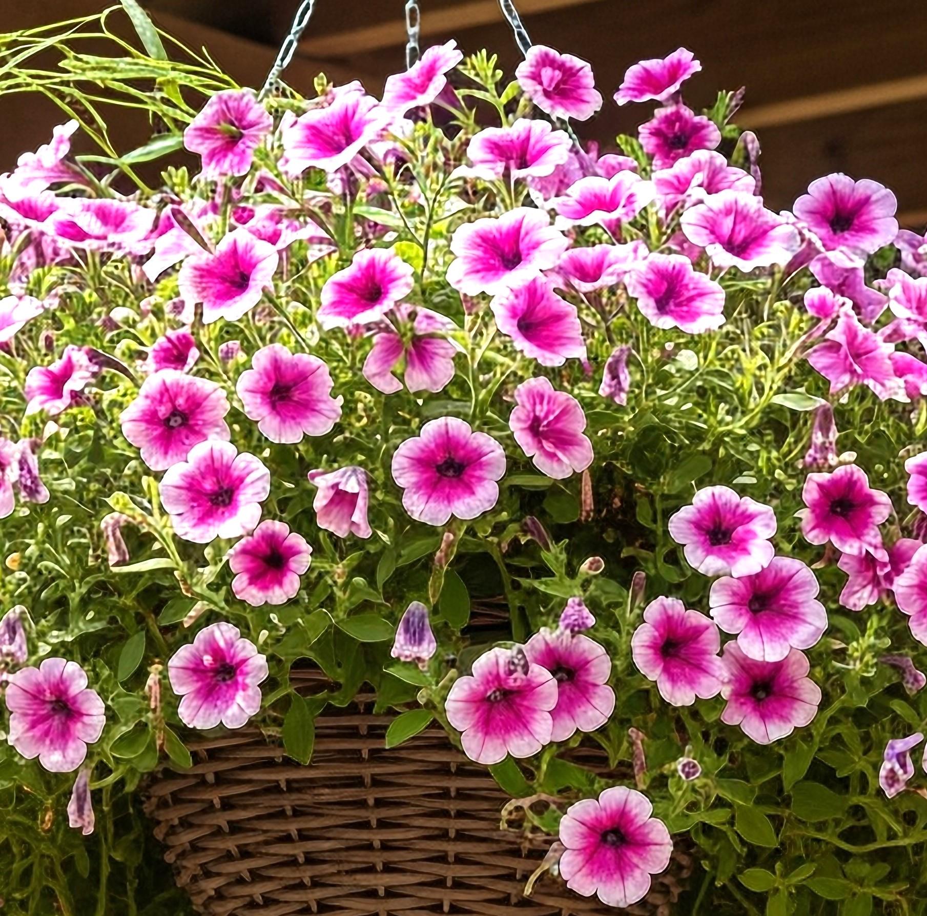 Raspberry Princess Petunia Seeds – Pink Flowers With High Germination ...