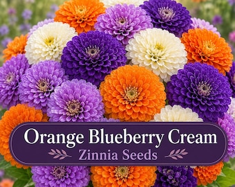Orange Blueberry Cream Zinnia Seeds | Orangey Purple Lavender White Zinnia Mix | Cut Flower Garden