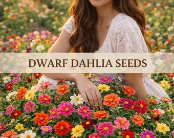 Dwarf Dahlia Seeds, Purple, Red, Rose, Salmon, White, and Yellow Blooms. Perennial.