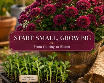 Purple-Red Chrysanthemum Cuttings: Unrooted Mum Plant for Garden Pots (Live Plants)