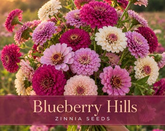 Blueberries Hills Zinnia Seeds, Lavender Purple and White Seed Mix