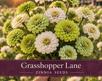 Grasshopper Lane Zinnia Seeds | Green & White Zinnia Mix Blend | Lime, Mint Cream Tones | 80+ Seeds
