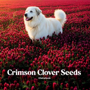 Clover Seeds Red Crimson Clover BULK 1 Pound Heirloom Non-GMO Clover Seeds, beautiful fields and lawns. For the farmer/gardener in you.