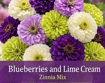 Blueberries and Lime Cream Zinnia Seeds | Purple Lavender White Green Zinnias Mix | Cut Flower Garden Seeds