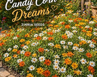 Candy Corn Dreams Zinnia Seeds,Low Growing Border Flower, White Orange Yellow Zinnia Mix