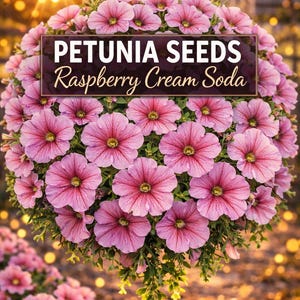 May include: A hanging basket overflowing with vibrant pink Petunia flowers. The sign reads "Petunia Seeds Raspberry Cream Soda". The flowers are in full bloom, with a lush, rounded shape, and are suspended by a chain.