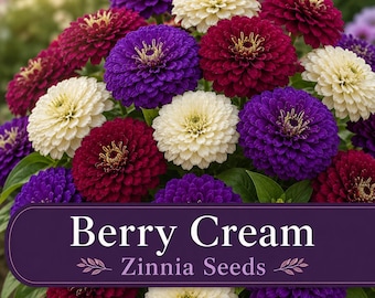 Berry Cream Zinnia Seeds – Red White Purple Cut Flower Mix – Cottage Garden Annual – Blooms till Frost