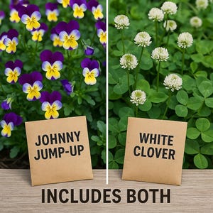 White Clover + Johnny Jump-Up Viola Seed Combo – Pollinator Friendly Ground Cover Magic Pack.
