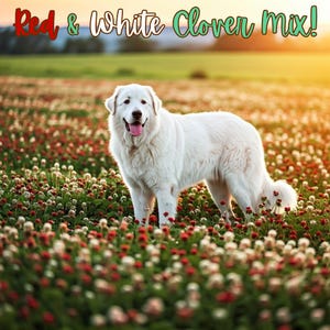 Red & White Clover Seed Mix, Vibrant Crimson, and Fresh Dutch White Clover for Great Yards and Happy Pollinators. Let&#39;s get colorful today.