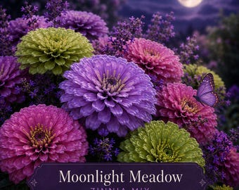 Moonlight Meadow Zinnia Seeds – Pink Lavender Green Zinnia Mix – Cut Flower Garden Seed