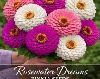 Rose Water Dreams Zinnia Seeds Mix, Rose Pink, Purple & White Blooms.