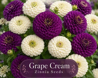 Grape Cream Zinnia Seeds: Purple,Lavender & Green Cut Flower Seed. Blooms Till Frost.