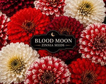 Blood Moon Zinnia Seeds Mix | Red White Bicolor Zinnias | Moody Cut Flower Garden | Blooms Till Frost