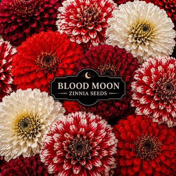 Blood Moon Zinnia Seeds Mix | Red White Bicolor Zinnias | Moody Cut Flower Garden | Blooms Till Frost