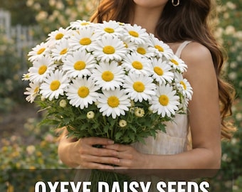Oxeye Daisy Seeds | Classic White Wildflower | Perennial Daisy for Meadows & Cottage Gardens