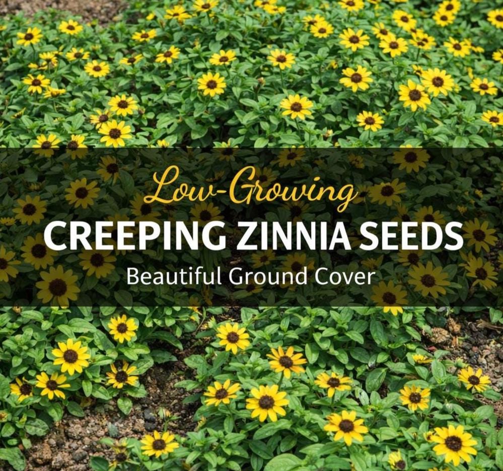 Creeping Zinnia Seeds – Low Growing Ground Cover – Sanvitalia