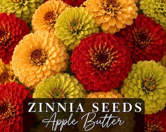 Zinnia Seeds: Apple Butter, Reds Greens Yellows, Blooms Till Frost.