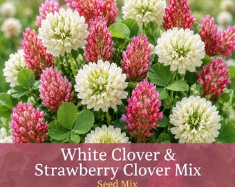 White Clover & Strawberry Clover Mix Seeds | Perennial Clover Seed Mix | White Pink Clover Flowers | Ground Cover Seeds