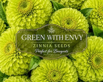 Green Envy Zinnia Seeds- Lime Zinnias Seed, Cut Flowers, Blooms Till Frost