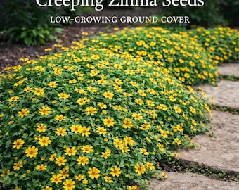 Creeping Zinnia Seeds – Low Growing Ground Cover – Sanvitalia